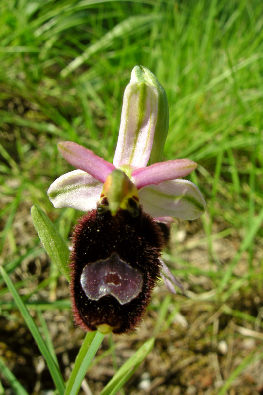 Orchidee del Chianti - Ophrys sphegodes e altre...